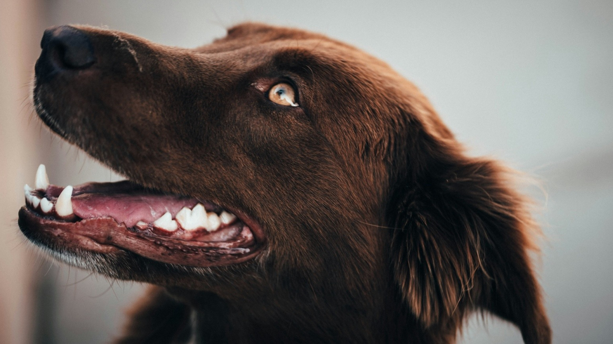 Illustration : "Est-il normal pour un vieux chien de perdre des dents avec l’âge ?"