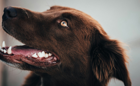 Est-il normal pour un vieux chien de perdre des dents avec l’âge ?
