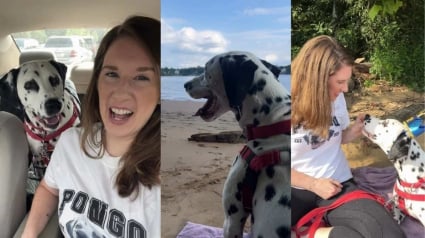 Illustration : Elle renonce &agrave; aller &agrave; la plage pour sauver un Dalmatien errant &eacute;puis&eacute; par la chaleur et en faire son meilleur ami (vid&eacute;o)