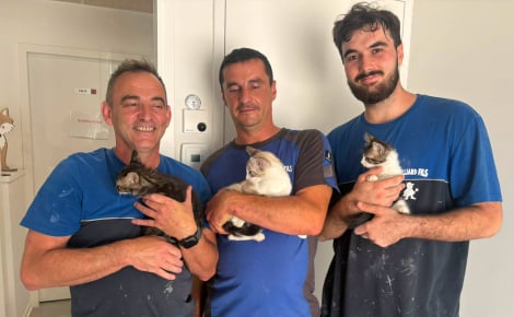 « Merci du plus profond de notre cœur », une généreuse entreprise sauve les chats de ce refuge des Pyrénées-Orientales (66) de la chaleur
