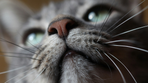 Illustration : "Un museau sec et chaud chez votre chat indique-t-il une déshydratation sévère ?"