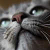 Illustration : Un museau sec et chaud chez votre chat indique-t-il une d&eacute;shydratation s&eacute;v&egrave;re ?