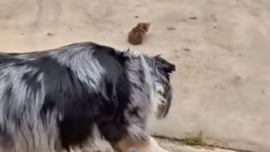 Illustration : Lors d'une promenade, ce Berger Australien futur chien d'assistance découvre et sort 4 chatons errants très malades de la rue (vidéo)