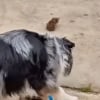 Illustration : Lors d'une promenade, ce Berger Australien futur chien d'assistance d&eacute;couvre et sort 4 chatons errants tr&egrave;s malades de la rue (vid&eacute;o)
