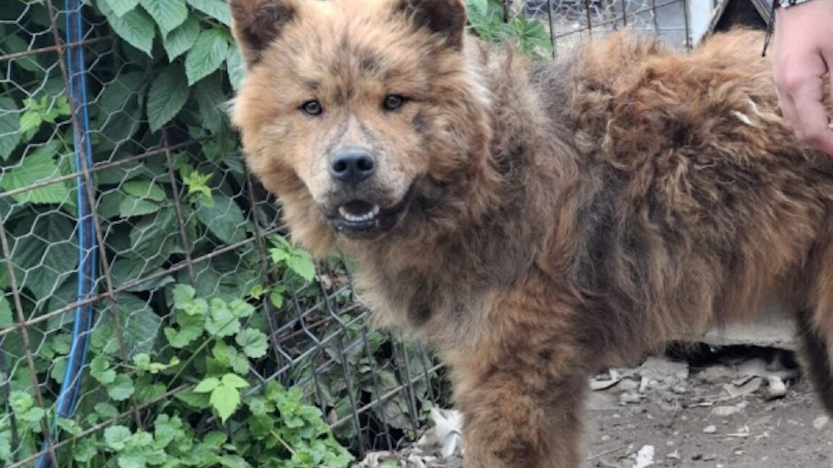 Illustration : "Enfermé dans une étable minuscule et condamné pour avoir tué une poule, ce croisé Chow Chow cherche une famille aimante"