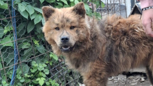 Illustration : Enfermé dans une étable minuscule et condamné pour avoir tué une poule, ce croisé Chow Chow cherche une famille aimante