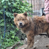 Illustration : Enferm&eacute; dans une &eacute;table minuscule et condamn&eacute; pour avoir tu&eacute; une poule, ce crois&eacute; Chow Chow cherche une famille aimante