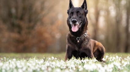 Illustration : Tr&egrave;s amoureuse d'un Berger Allemand cette chienne Malinois joue avec lui de mani&egrave;re maladroite et tr&egrave;s muscl&eacute;e (vid&eacute;o)