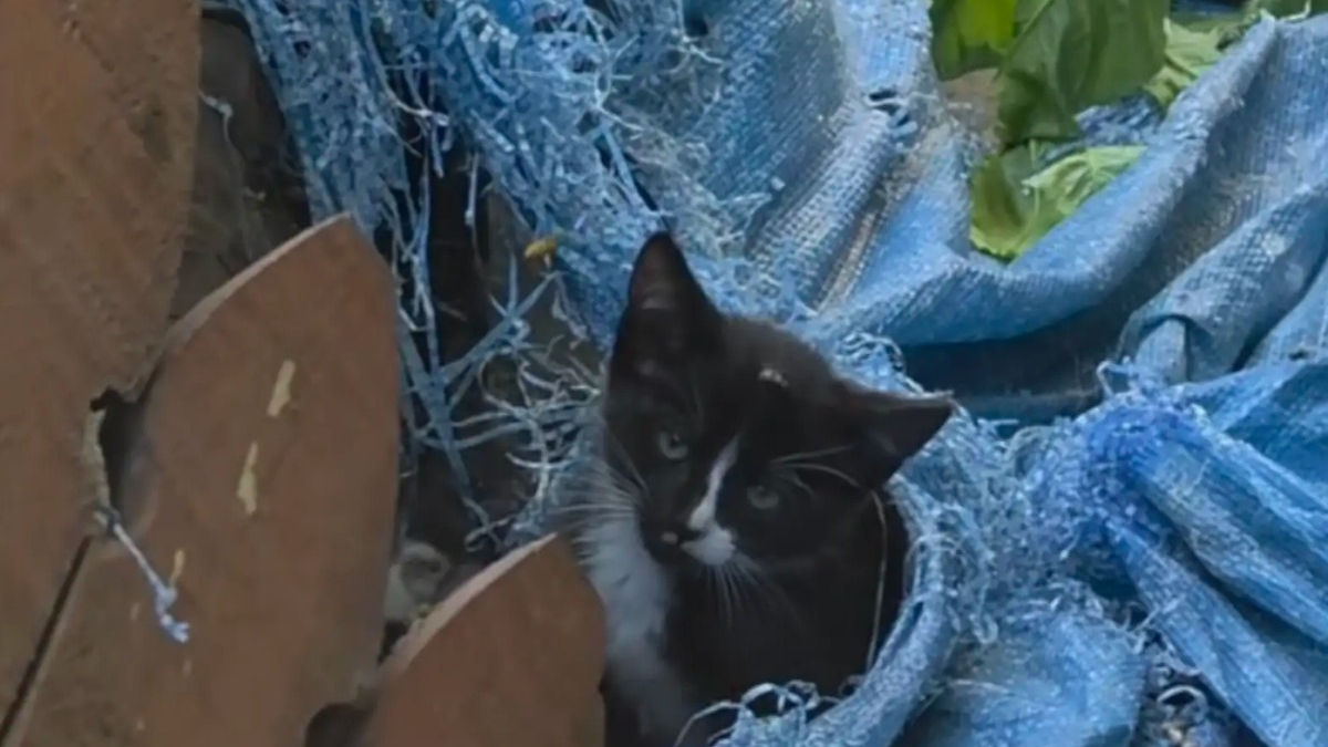 Illustration : "Coincé dans une bâche trouée, ce chaton errant est sauvé et se prépare à commencer une nouvelle vie (vidéo)"