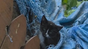 Illustration : "Coincé dans une bâche trouée, ce chaton errant est sauvé et se prépare à commencer une nouvelle vie (vidéo)"