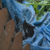 Illustration : Coinc&eacute; dans une b&acirc;che trou&eacute;e, ce chaton errant est sauv&eacute; et se pr&eacute;pare &agrave; commencer une nouvelle vie (vid&eacute;o)