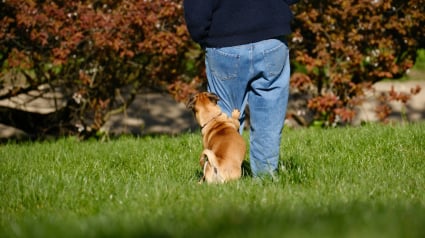 Illustration : Vrai ou faux : un chien qui chevauche la jambe exprime-t-il des pulsions sexuelles ?