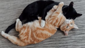 Illustration : "Une étude vétérinaire valide l'usage des phéromones pour stopper les bagarres de chats"