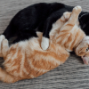 Illustration : Une &eacute;tude v&eacute;t&eacute;rinaire valide l'usage des ph&eacute;romones pour stopper les bagarres de chats