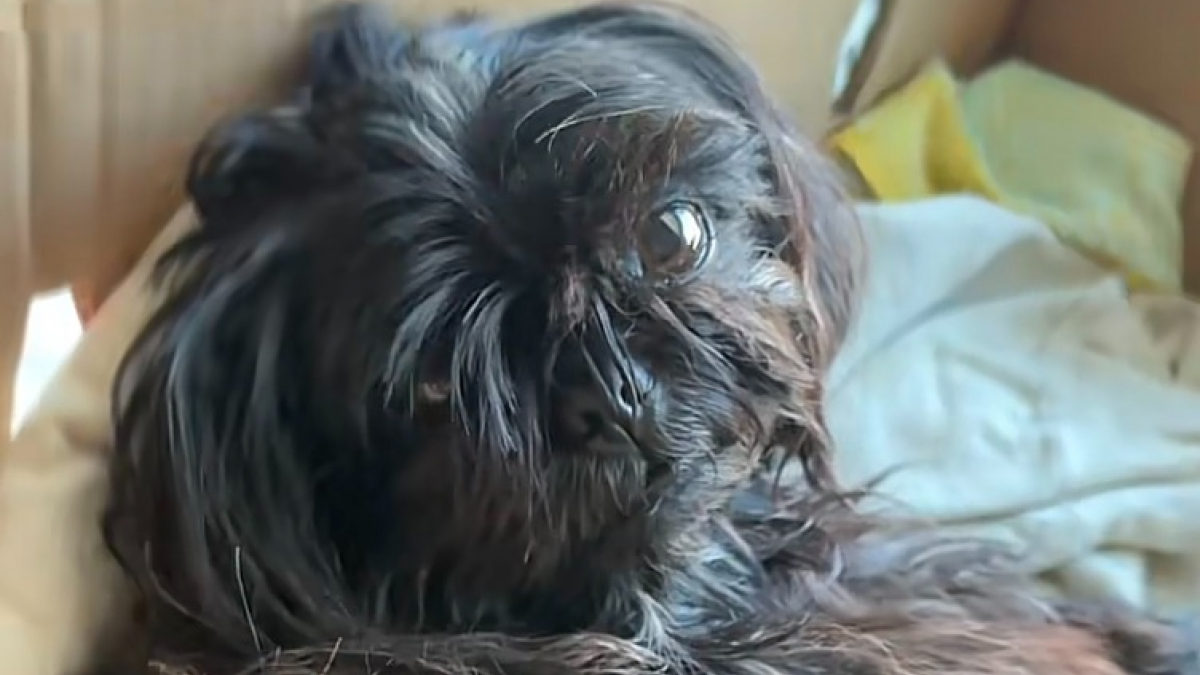 Illustration : "Une jeune femme recueille une chienne abandonnée au milieu de la route et documente sa reconstruction pendant 5 mois (vidéo)"