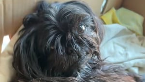 Illustration : Une jeune femme recueille une chienne abandonn&eacute;e au milieu de la route et documente sa reconstruction pendant 5 mois (vid&eacute;o)