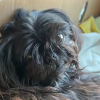 Illustration : Une jeune femme recueille une chienne abandonn&eacute;e au milieu de la route et documente sa reconstruction pendant 5 mois (vid&eacute;o)