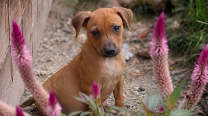 Illustration : 8 annonces d'adoption de chiots et de chatons qui r&ecirc;vent de grandir dans un foyer aimant