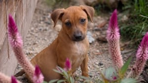Illustration : 8 annonces d'adoption de chiots et de chatons qui r&ecirc;vent de grandir dans un foyer aimant
