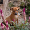Illustration : 8 annonces d'adoption de chiots et de chatons qui r&ecirc;vent de grandir dans un foyer aimant