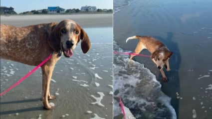 Illustration : Attach&eacute; &agrave; un arbre et laiss&eacute; sans soins pendant des mois, ce Coonhound Anglais d&eacute;couvre enfin le bonheur apr&egrave;s son adoption (vid&eacute;o)
