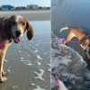 Illustration : Attach&eacute; &agrave; un arbre et laiss&eacute; sans soins pendant des mois, ce Coonhound Anglais d&eacute;couvre enfin le bonheur apr&egrave;s son adoption (vid&eacute;o)