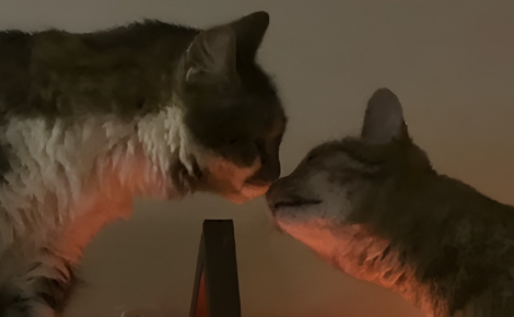 Elle pensait avoir commis une erreur en adoptant un 2e chat mais les félins ont surmonté leurs différences pour devenir inséparables