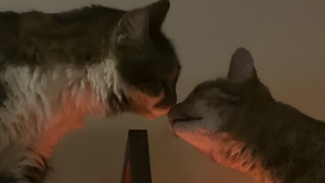 Illustration : Elle pensait avoir commis une erreur en adoptant un 2e chat mais les félins ont surmonté leurs différences pour devenir inséparables