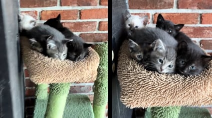 Illustration : Fatigu&eacute;e de sa vie dans la rue, cette chatte errante confie ses 5 chatons &agrave; une femme bienveillante qui leur offre un refuge (vid&eacute;o)