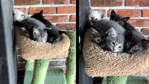 Illustration : Fatiguée de sa vie dans la rue, cette chatte errante confie ses 5 chatons à une femme bienveillante qui leur offre un refuge (vidéo)