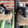 Illustration : Fatigu&eacute;e de sa vie dans la rue, cette chatte errante confie ses 5 chatons &agrave; une femme bienveillante qui leur offre un refuge (vid&eacute;o)