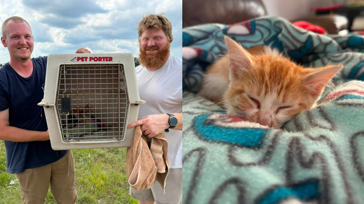 Illustration : "Piégé dans un égout pluvial, un chaton est adopté par une famille seulement quelques heures après son sauvetage"