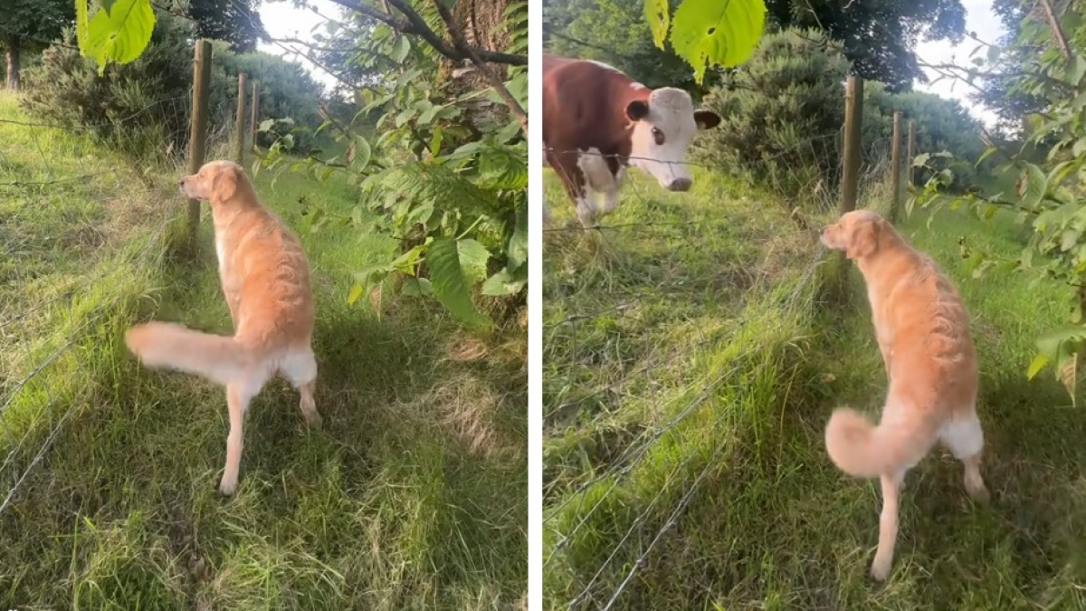 Illustration : "« Dans son esprit, ce sont de gros chiens », ce Golden Retriever déborde de joie en rencontrant des vaches pour la première fois (vidéo)"