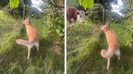 Illustration : &laquo; Dans son esprit, ce sont de gros chiens &raquo;, ce Golden Retriever d&eacute;borde de joie en rencontrant des vaches pour la premi&egrave;re fois (vid&eacute;o)
