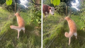 Illustration : « Dans son esprit, ce sont de gros chiens », ce Golden Retriever déborde de joie en rencontrant des vaches pour la première fois (vidéo)