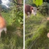Illustration : &laquo; Dans son esprit, ce sont de gros chiens &raquo;, ce Golden Retriever d&eacute;borde de joie en rencontrant des vaches pour la premi&egrave;re fois (vid&eacute;o)