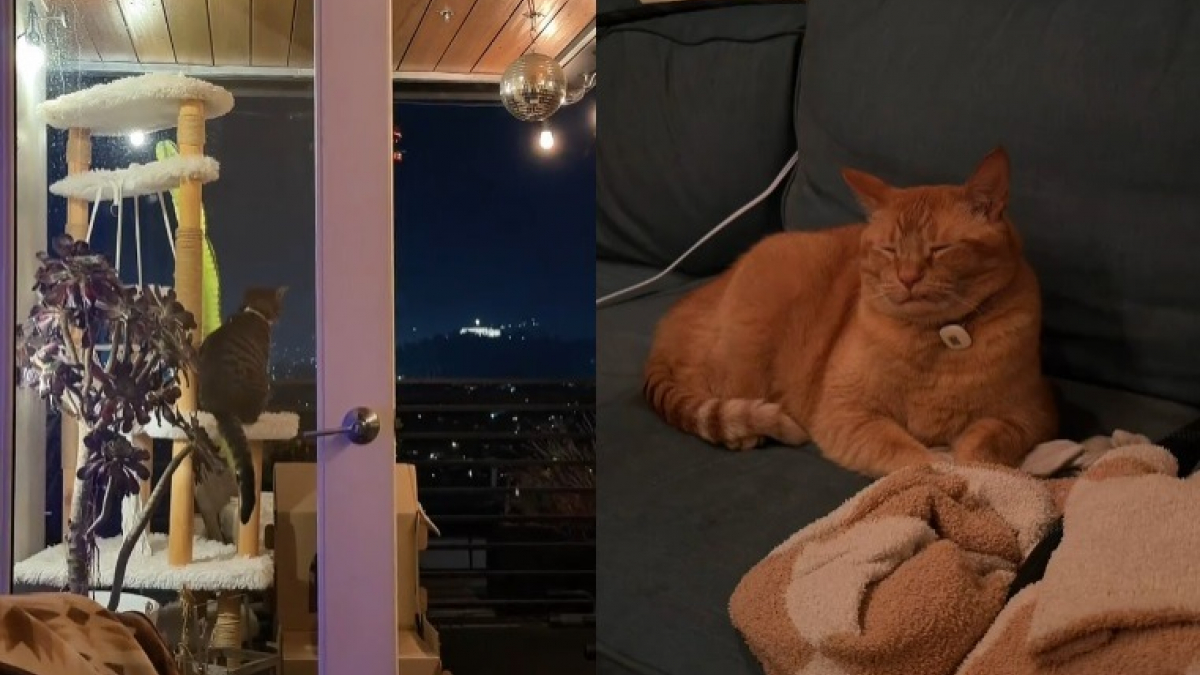 Illustration : "Contrairement à d'autres animaux, ces 4 chats observent les feux d'artifice avec calme, l'un d'eux manque de s'endormir (vidéo)"