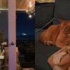 Illustration : Contrairement &agrave; d'autres animaux, ces 4 chats observent les feux d'artifice avec calme, l'un d'eux manque de s'endormir (vid&eacute;o)