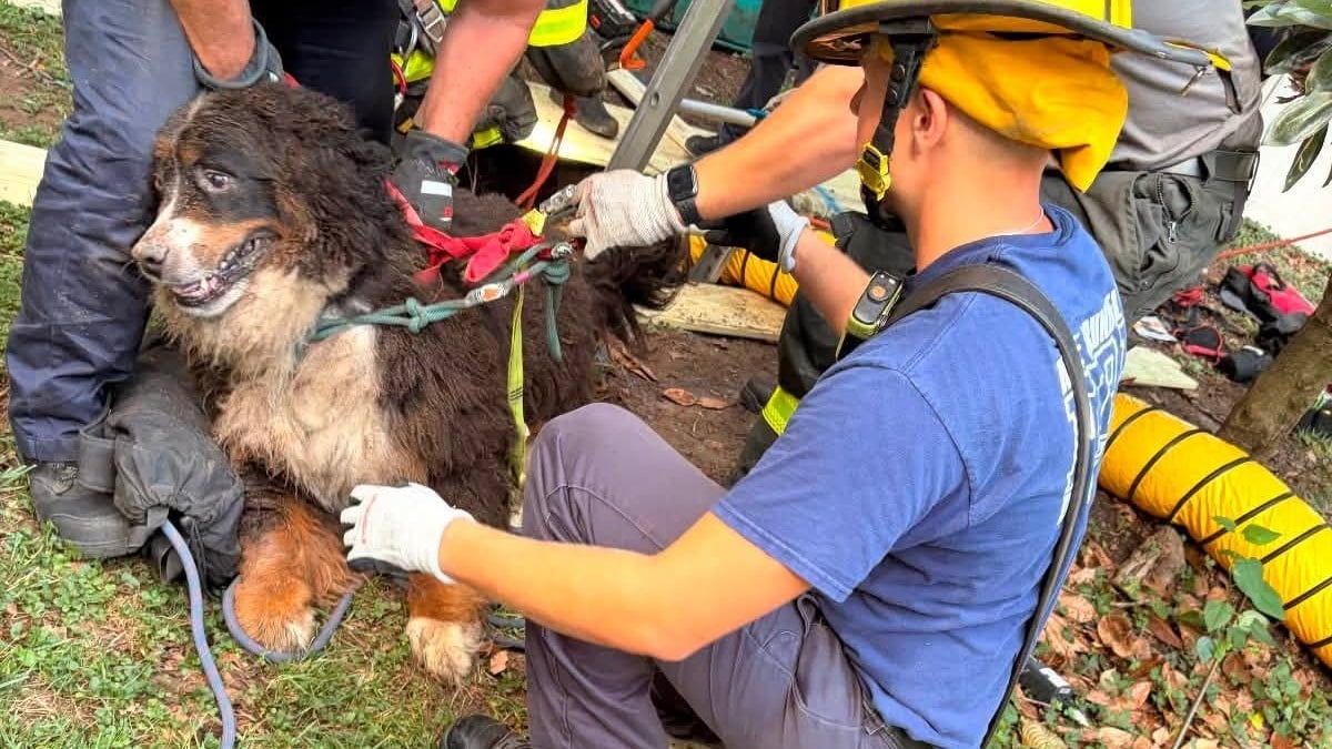 Illustration : "Un Bouvier Bernois de 45 kilos tombe dans un puits abandonné de 5 mètres de profondeur et s'en sort indemne grâce aux pompiers"
