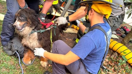 Illustration : Un Bouvier Bernois de 45 kilos tombe dans un puits abandonn&eacute; de 5 m&egrave;tres de profondeur et s'en sort indemne gr&acirc;ce aux pompiers