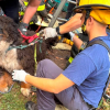 Illustration : Un Bouvier Bernois de 45 kilos tombe dans un puits abandonn&eacute; de 5 m&egrave;tres de profondeur et s'en sort indemne gr&acirc;ce aux pompiers