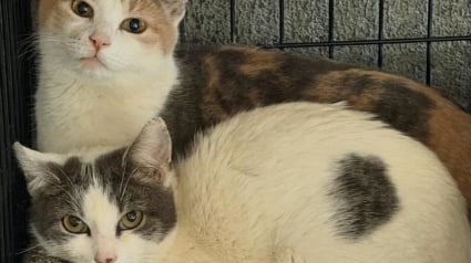 Illustration : D&eacute;couvertes blotties dans les ordures, 2 chattes ins&eacute;parables trouvent une famille qui refuse de les s&eacute;parer