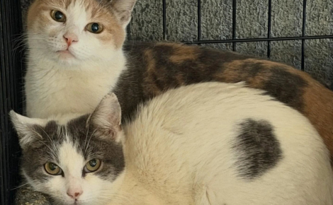 Découvertes blotties dans les ordures, 2 chattes inséparables trouvent une famille qui refuse de les séparer