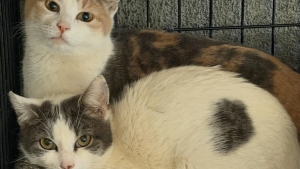 Illustration : Découvertes blotties dans les ordures, 2 chattes inséparables trouvent une famille qui refuse de les séparer