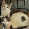 Illustration : D&eacute;couvertes blotties dans les ordures, 2 chattes ins&eacute;parables trouvent une famille qui refuse de les s&eacute;parer