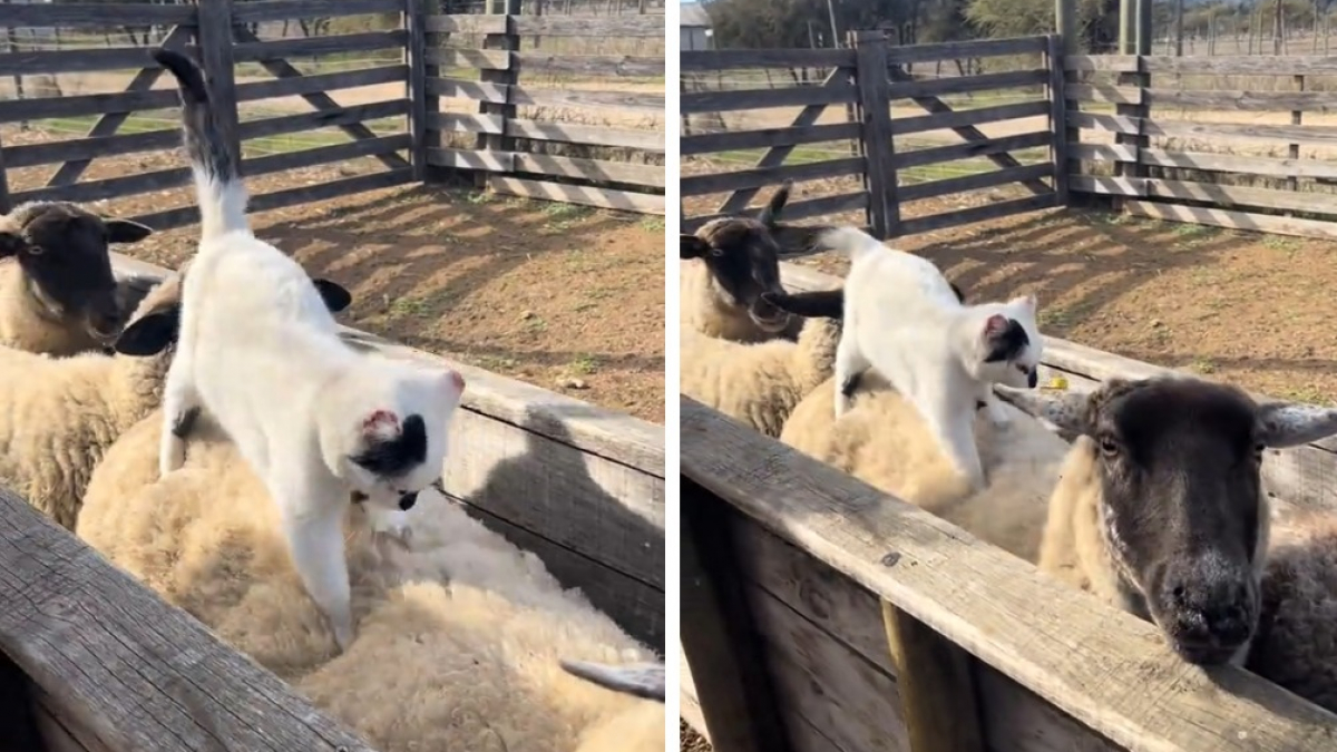 Illustration : "Une chatte de ferme est surprise en train de pétrir le dos d’un mouton, telle une masseuse professionnelle (vidéo)"