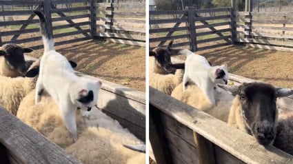 Illustration : Une chatte de ferme est surprise en train de p&eacute;trir le dos d&rsquo;un mouton, telle une masseuse professionnelle (vid&eacute;o)