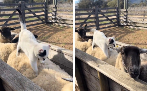 Une chatte de ferme est surprise en train de pétrir le dos d’un mouton, telle une masseuse professionnelle (vidéo)
