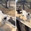 Illustration : Une chatte de ferme est surprise en train de p&eacute;trir le dos d&rsquo;un mouton, telle une masseuse professionnelle (vid&eacute;o)
