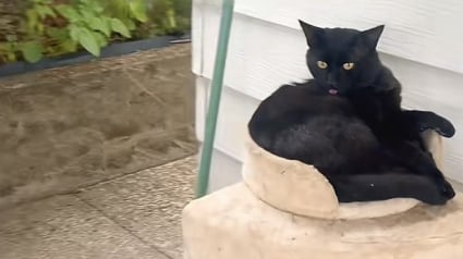 Illustration : En deuil de son chat, elle laisse son arbre dehors et d&eacute;couvre le lendemain qu&rsquo;un petit f&eacute;lin errant se l&rsquo;est appropri&eacute; (vid&eacute;o)